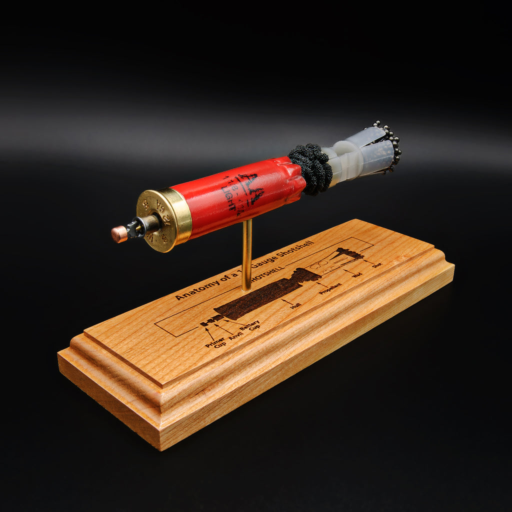 Rear view of 12 gauge shotshell showing primer and brass base on anatomy display