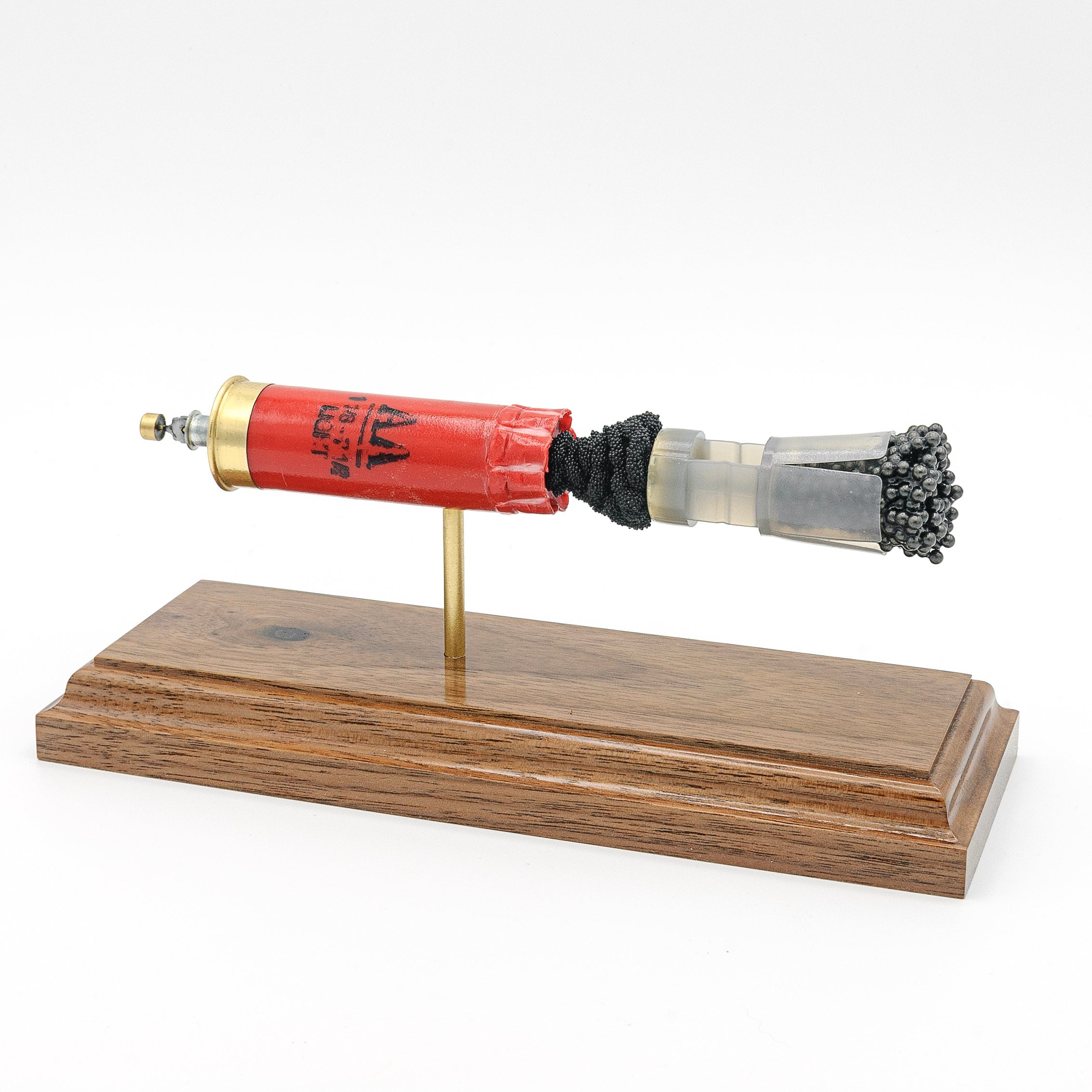 Expanded 12 gauge Winchester AA shotshell display on walnut wood base